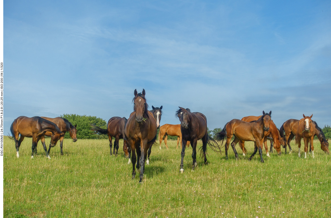 Neugierig kommen die Pferde n&auml;her ...