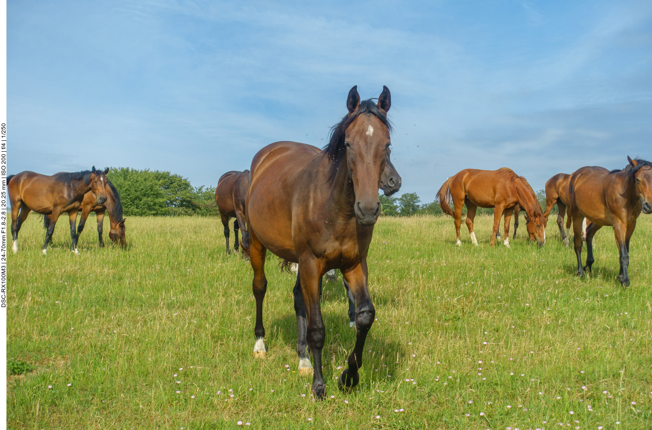... und schnuppern an der Hand 