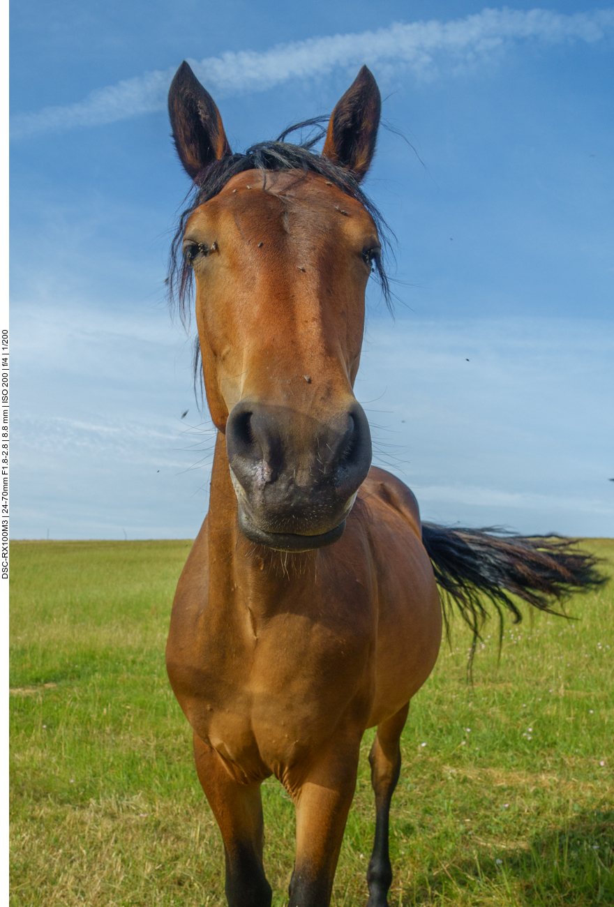 Leider sind die Fliegen um die K&ouml;pfe eine echte Plage 