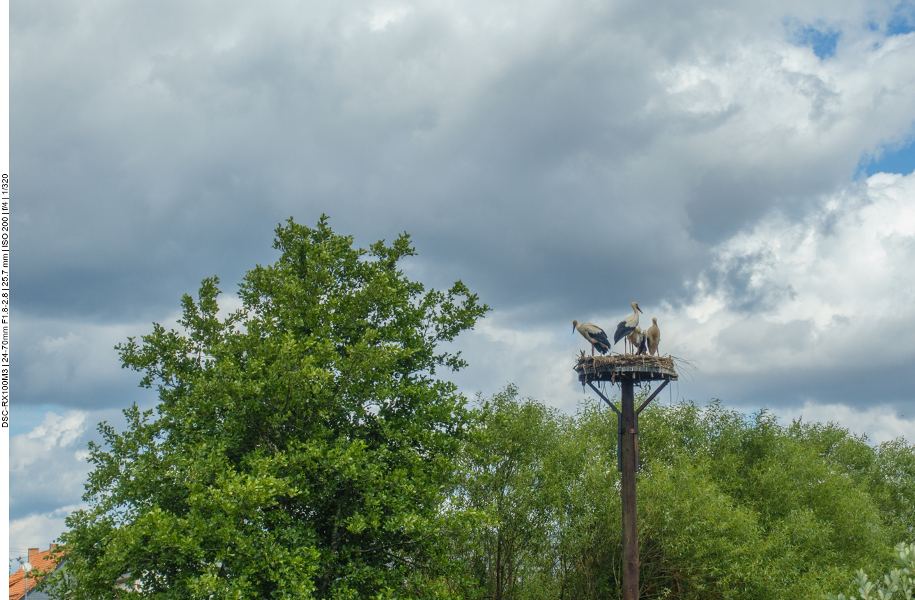 Storchennest hinter Freisen 