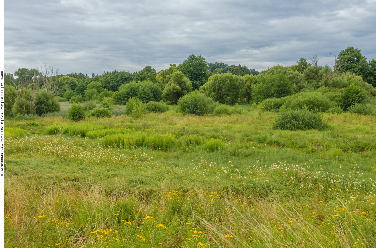 Feuchtgebiet unter Naturschutz 
