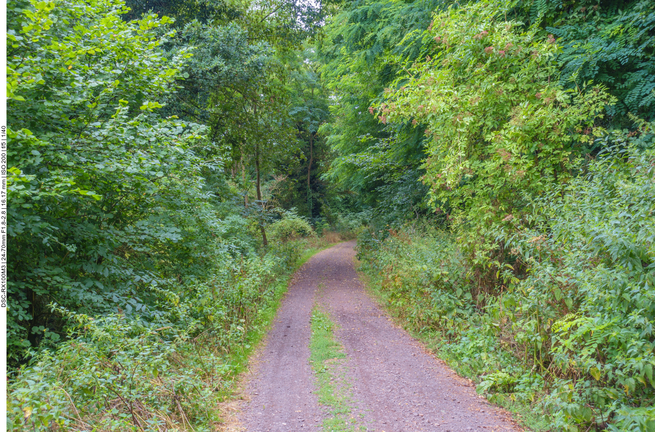 Schotterweg durch den Wald 