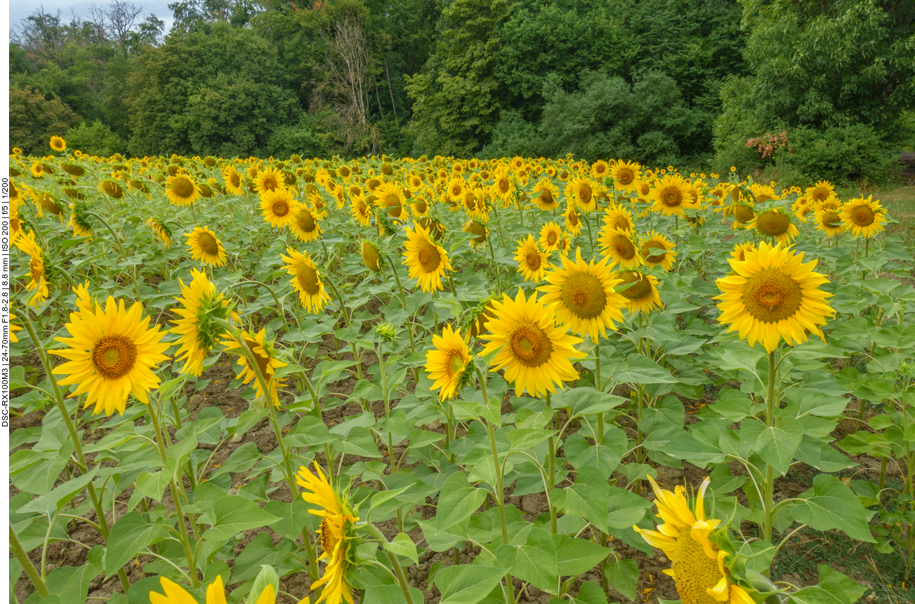 Da hilft auch kein ganzes Feld mir Sonnenblumen 
