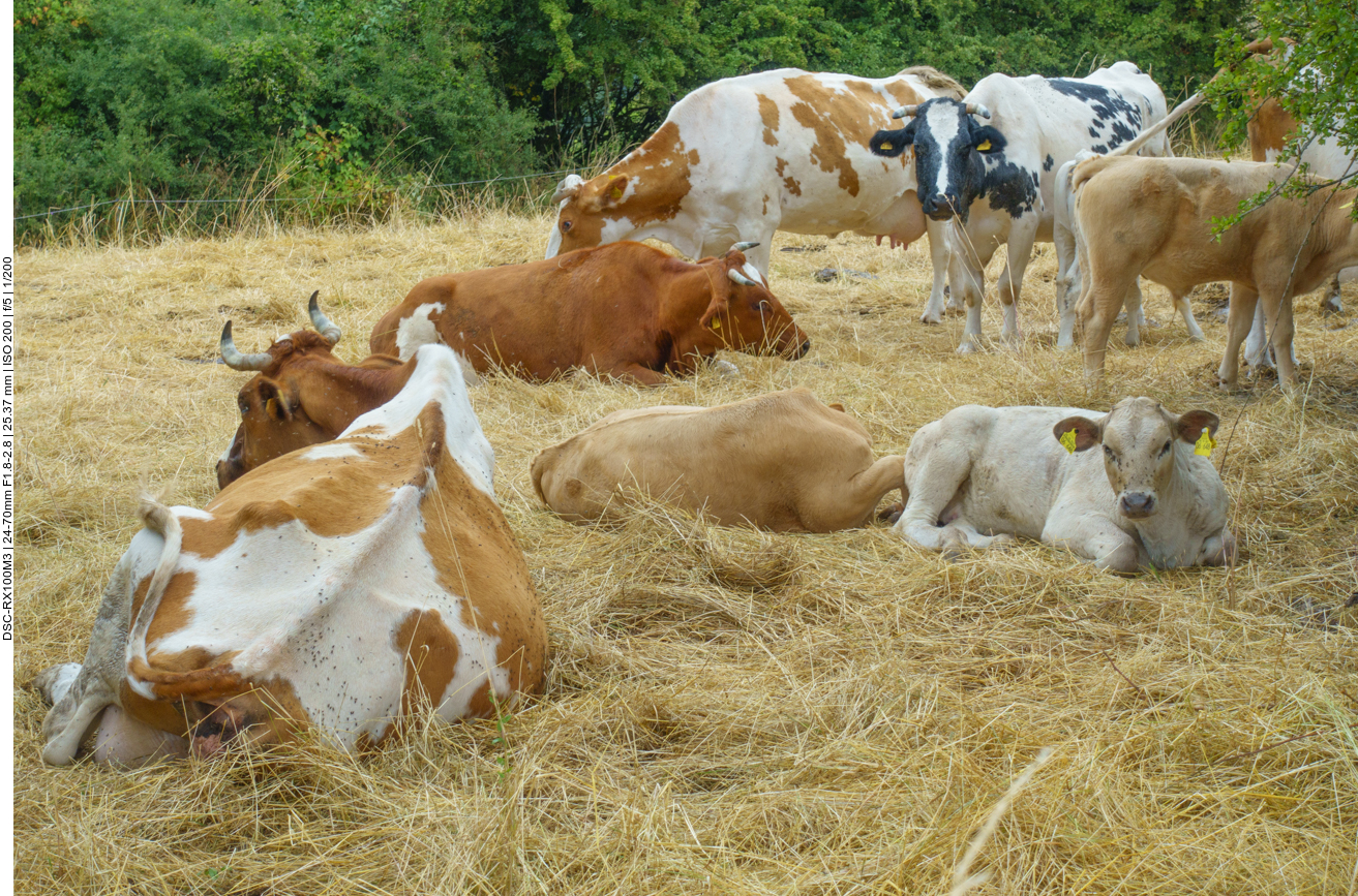 Die K&uuml;he wollen auch nicht nass werden 