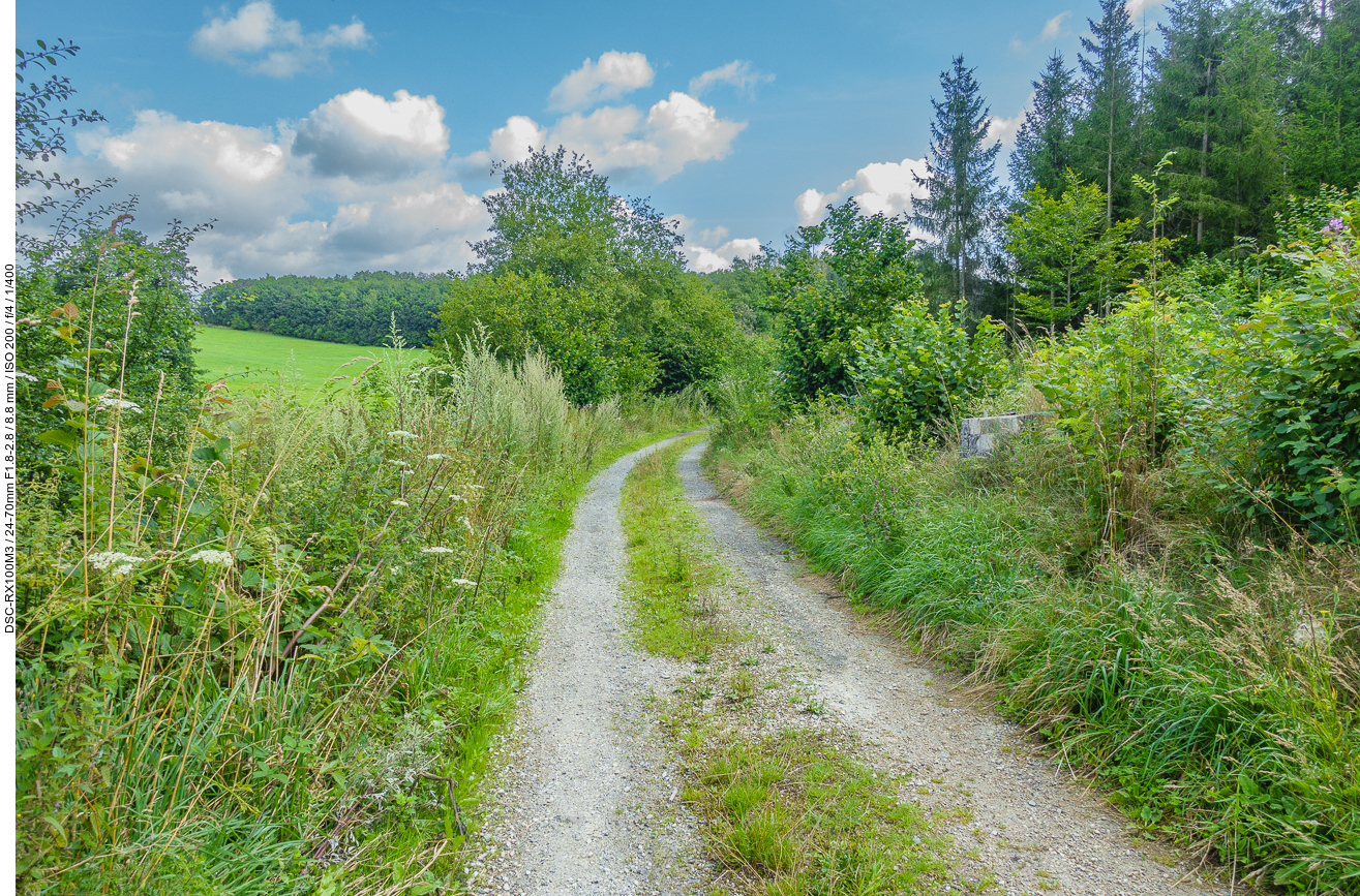 Auf einem schönen Waldweg ...