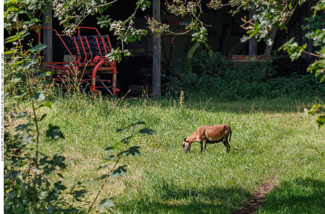 Das vermeintliche Reh entpuppte sich als Ziege ;-)