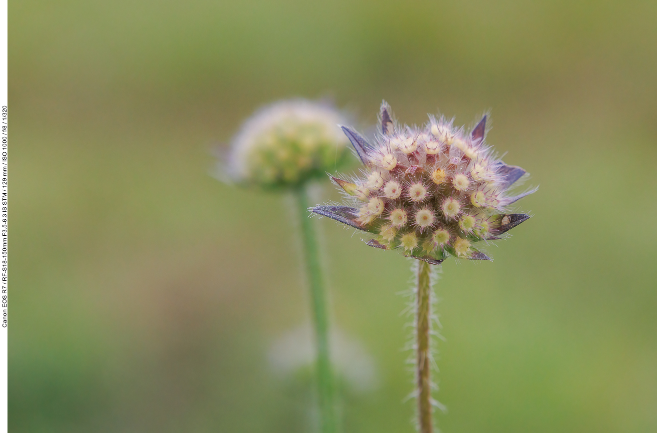 Wiesen-Witwenblume [Knautia arvensis]