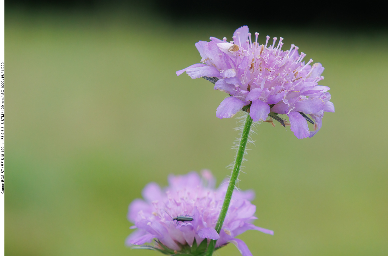 Wiesen-Witwenblume [Knautia arvensis]