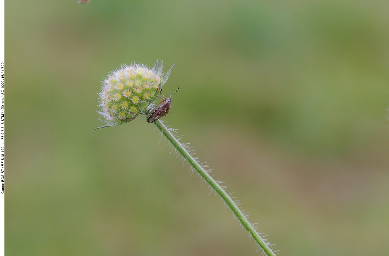 Wiesen-Witwenblume [Knautia arvensis] mit Wanze