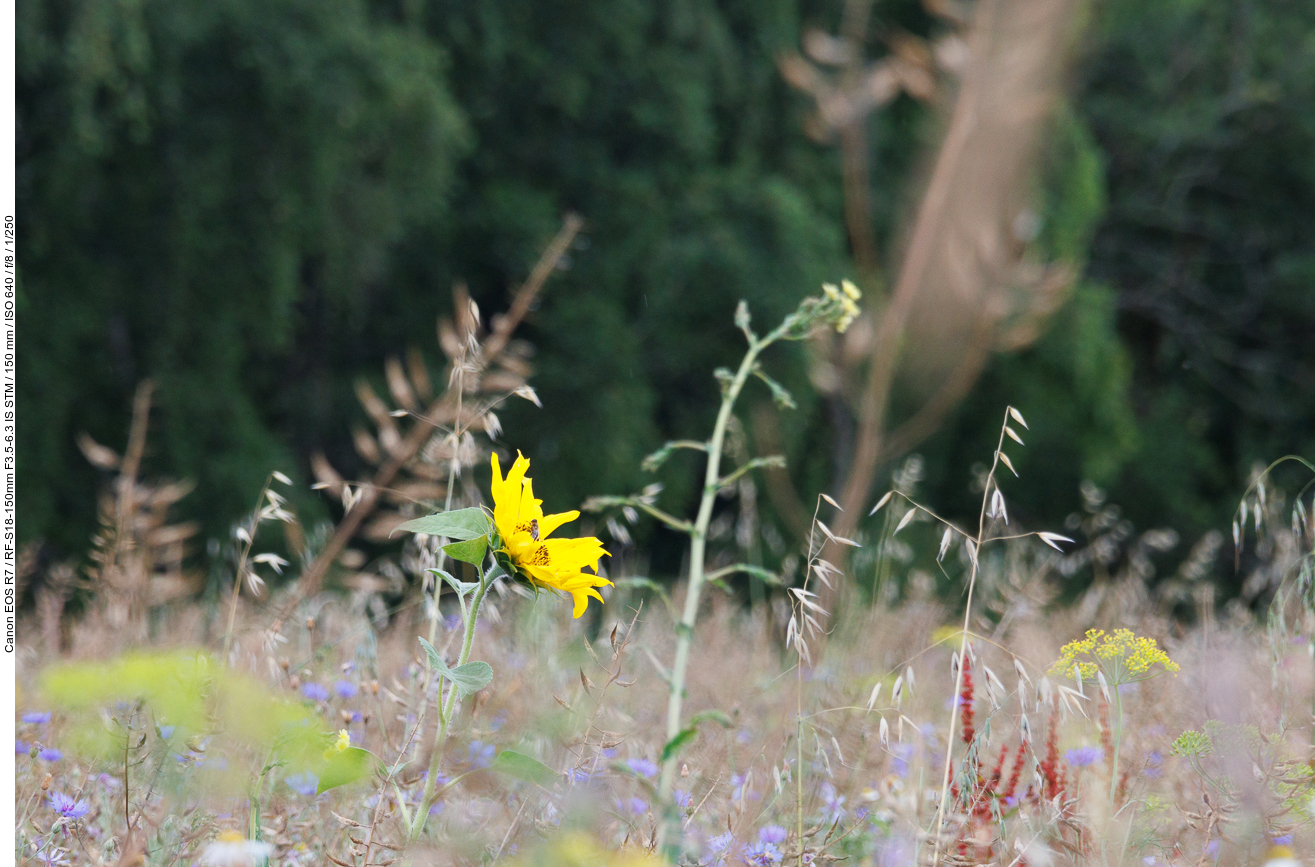 Links auf der Wiese stehen viele bunte Blumen, z. B. die Sonnenblume ...