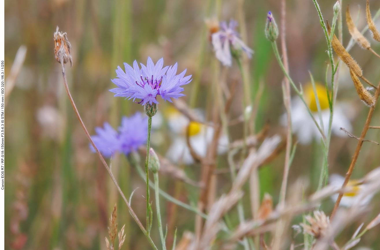 ... und die Echte Kornblume [Centaurea cyanus]