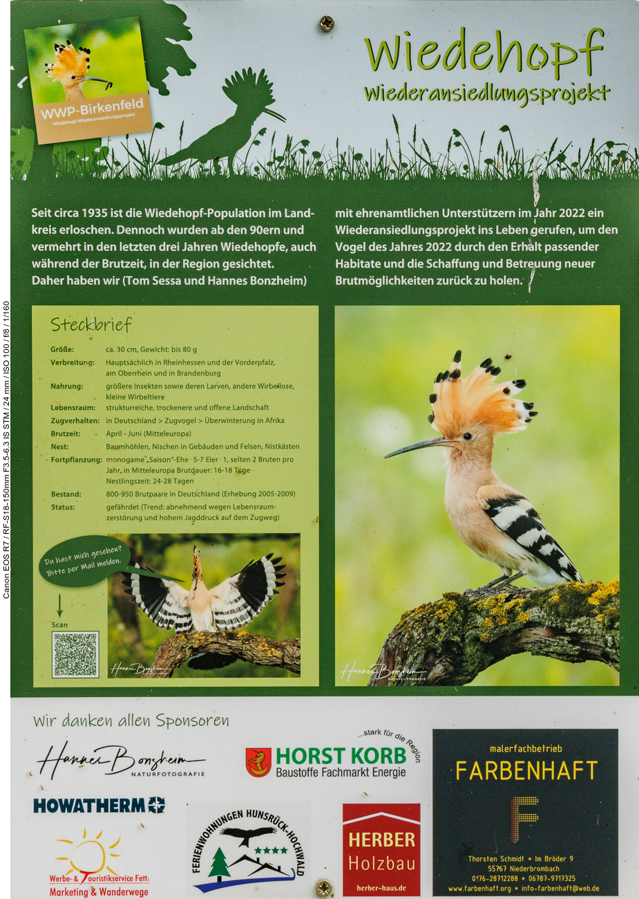 Da muss ich nochmal hin, ob ich nicht einen der Wiedehopfe entdecken kann