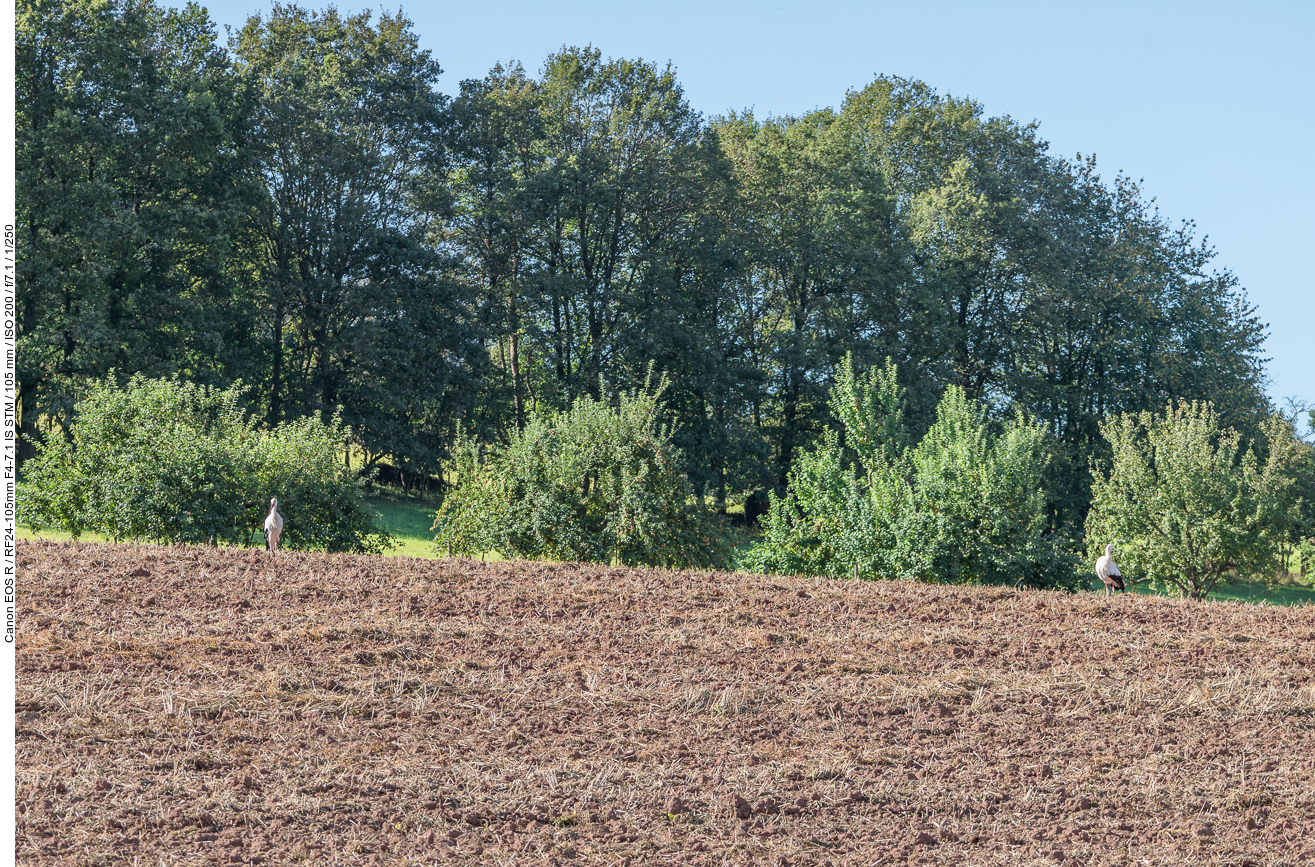 Zwei Weißstörche auf einem abgeernteten Feld