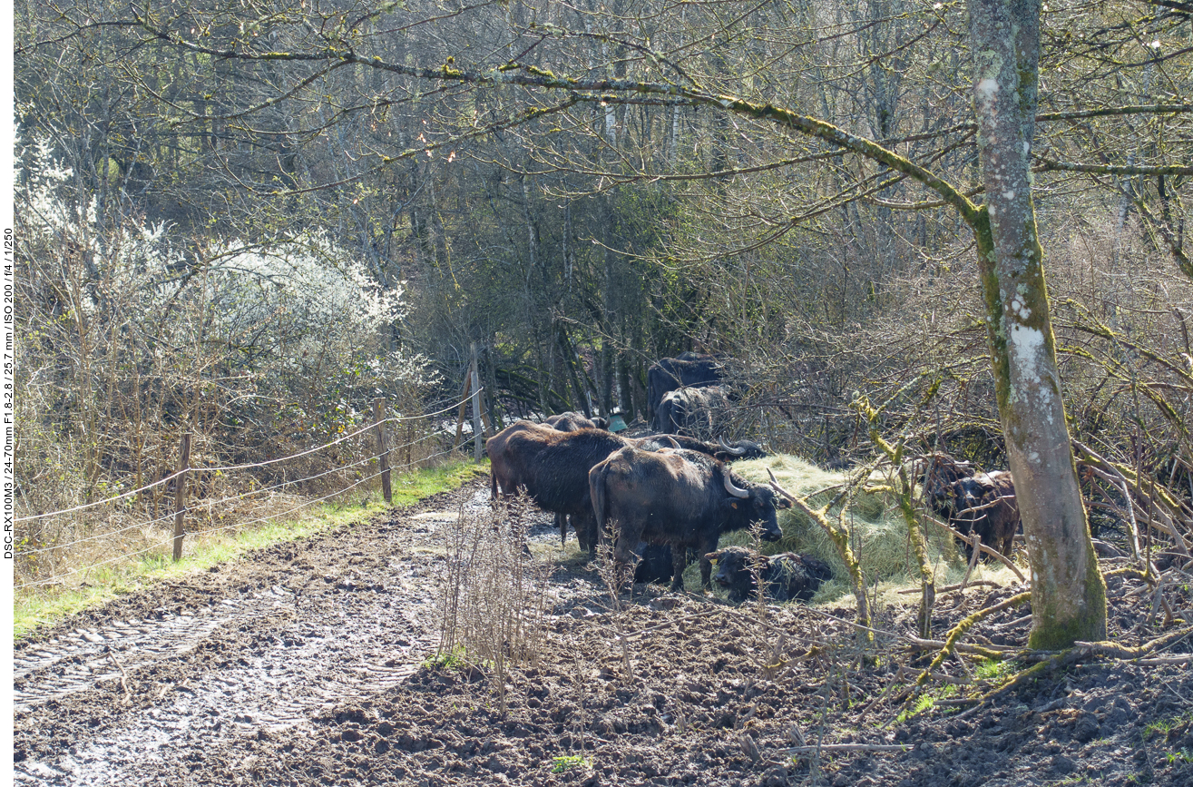 Die Wasserb&uuml;ffel sind am Fressen ...