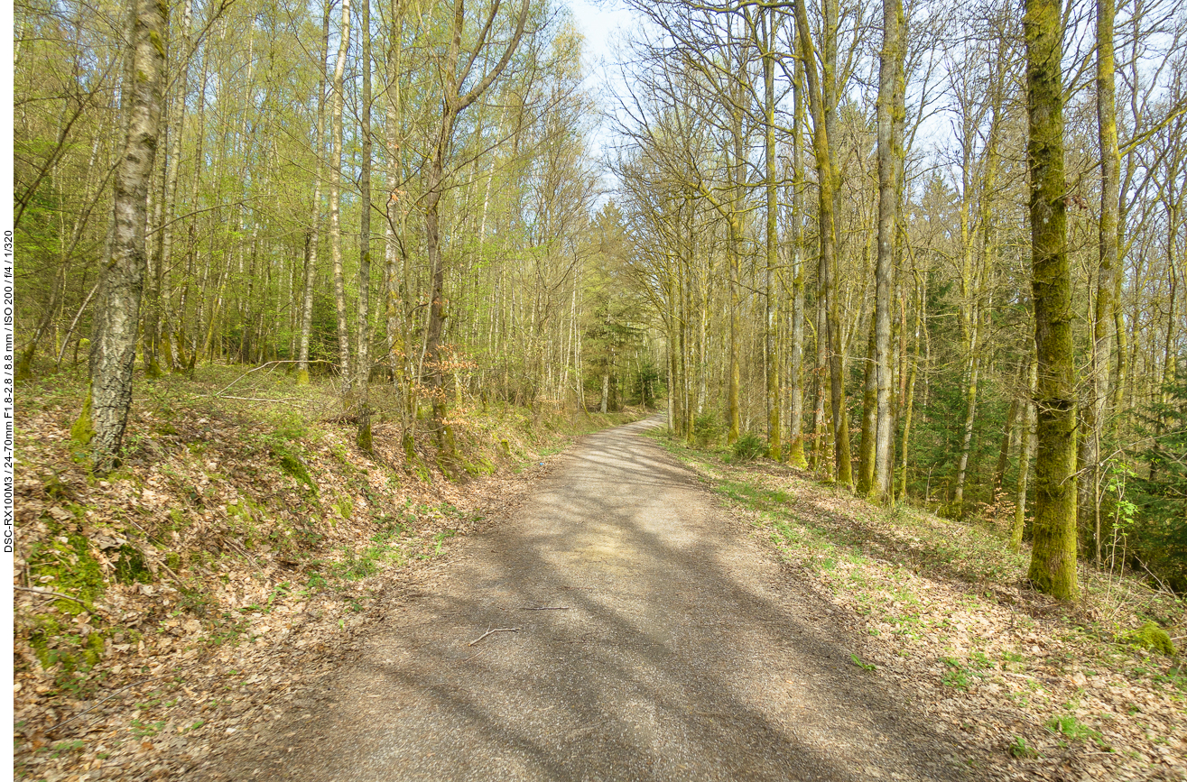 Auf der Waldautobahn