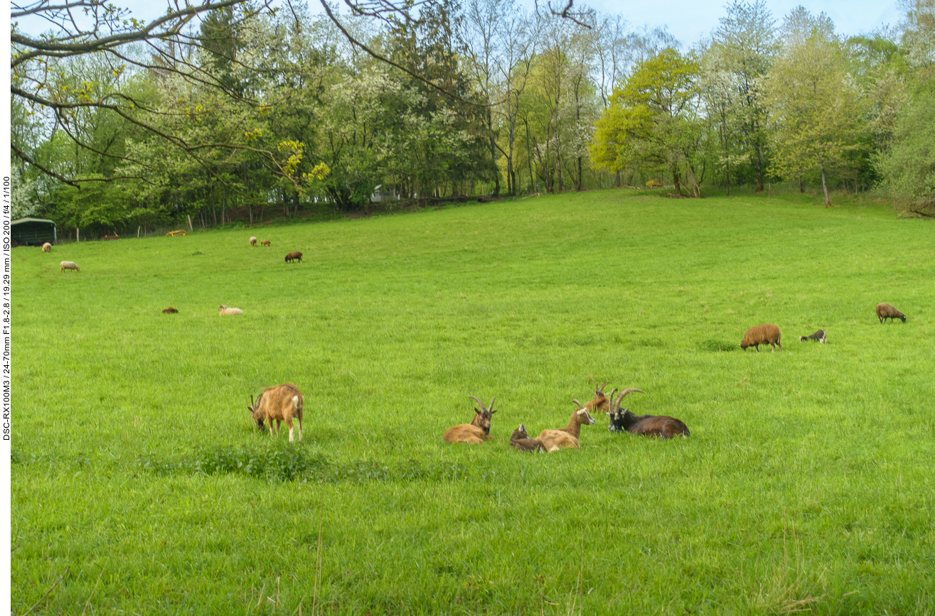 Ziegen und Schafe auf der Weide