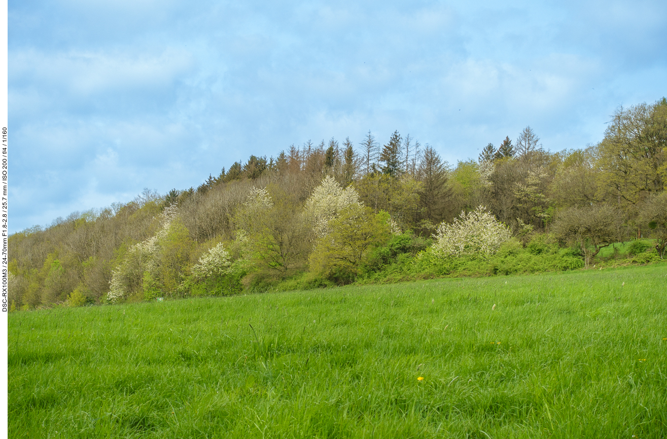 Blühende Bäume