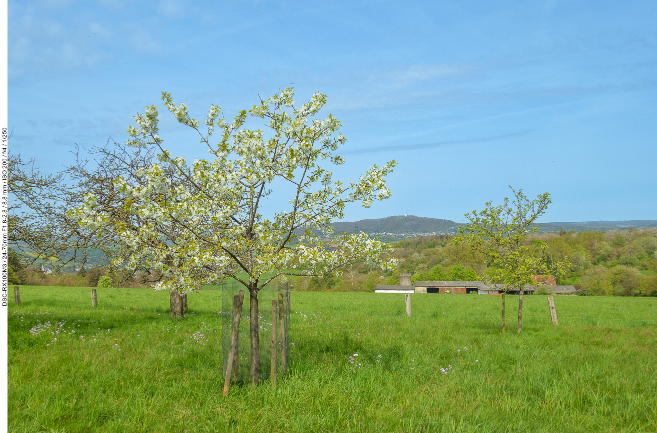 Kirschblüten