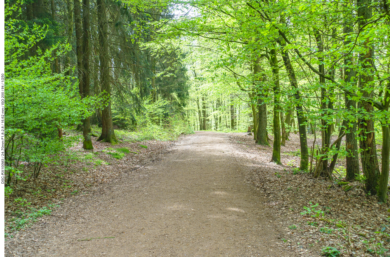 Waldautobahn kurz vor dem Ziel