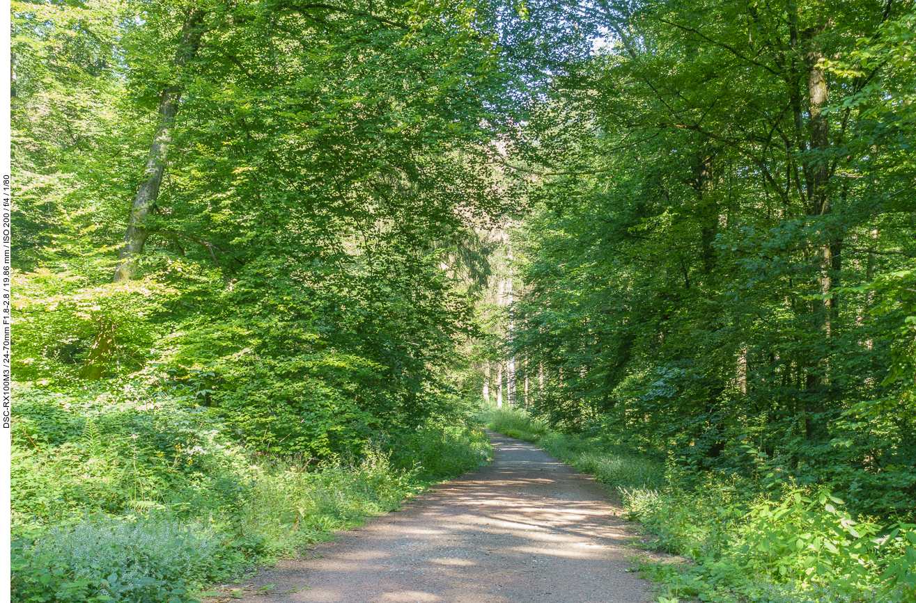 Endlich im kühlen Wald