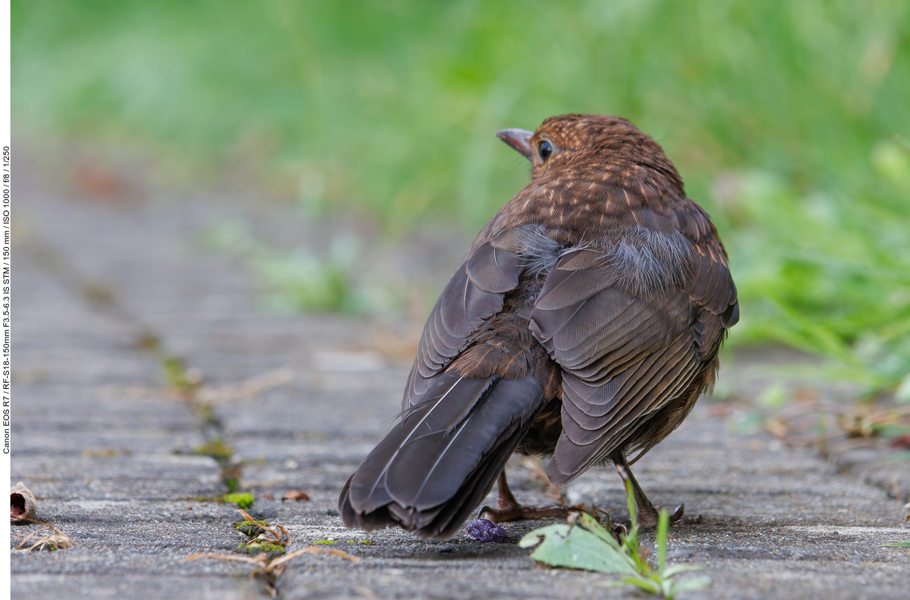 Junge Amsel