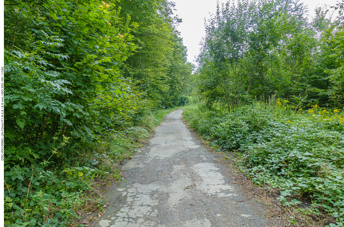 Durch den lichten Wald