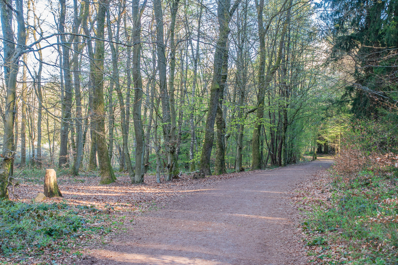 Fahrt durch den Stennweiler Wald