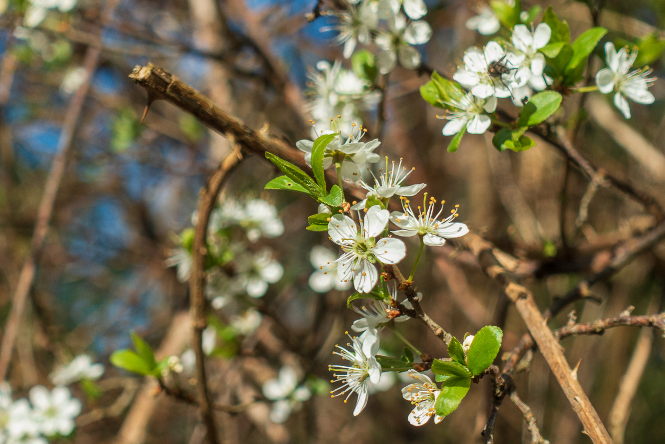 Schlehe [Prunus spinosa]