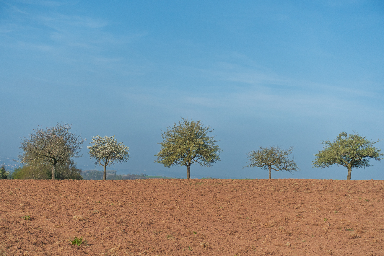 Obstb&auml;ume am Feldrain