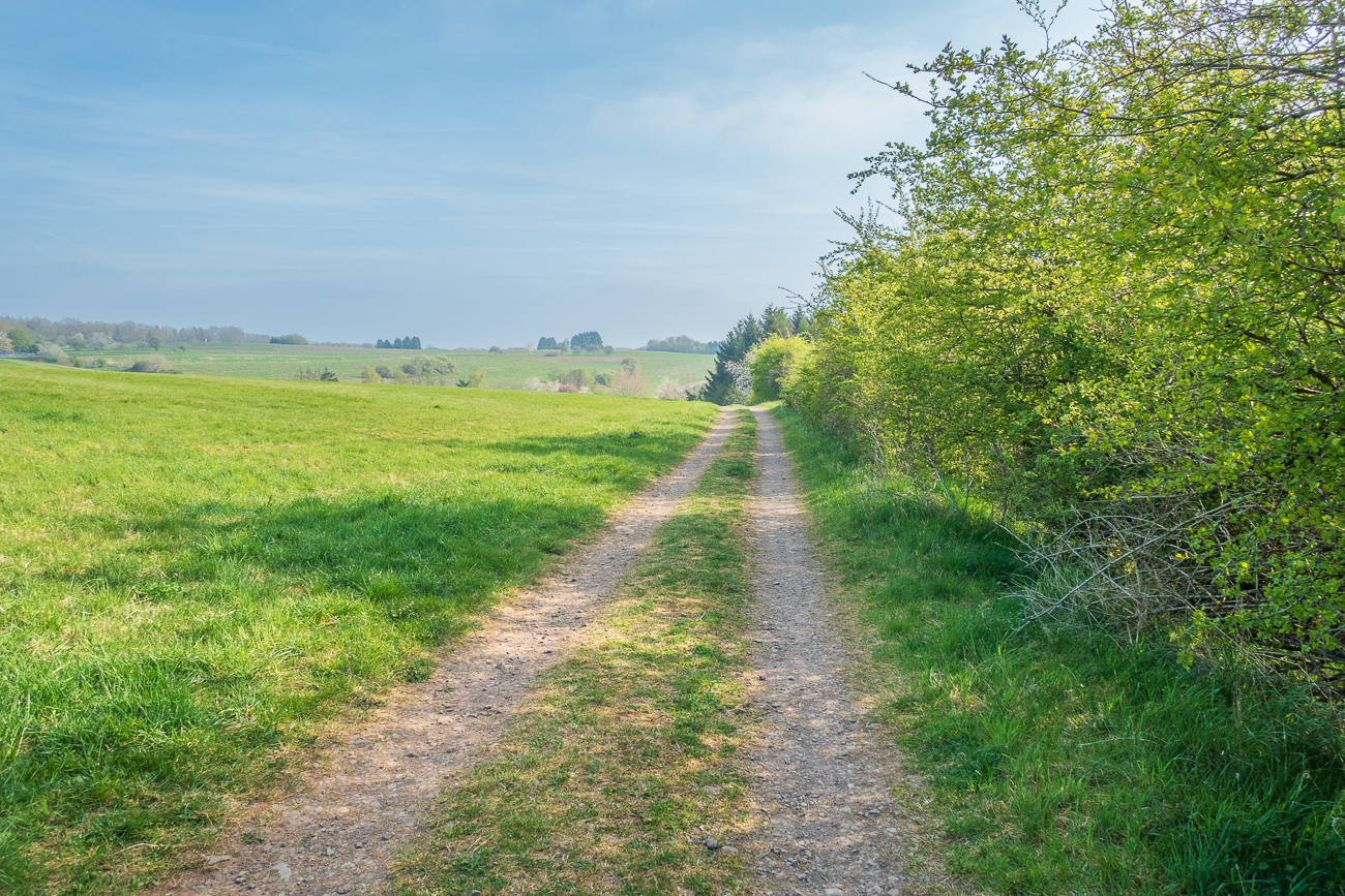 Mit Str&auml;uchern halbseitig ges&auml;umter Feldweg