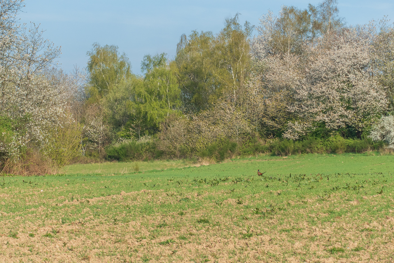 Ein Fasan [Phasianus colchicus] ♂, leider zu weit entfernt