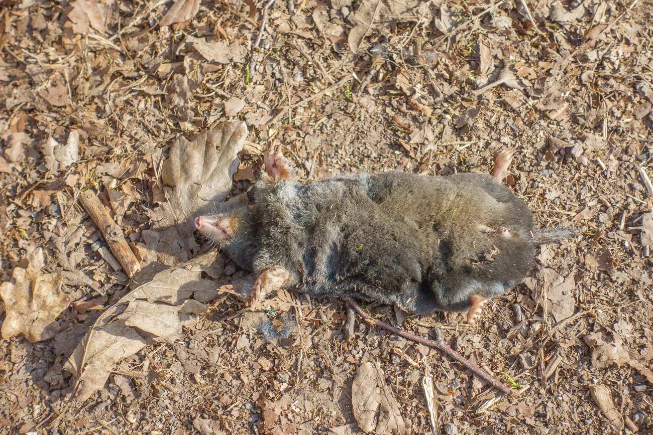 ... habe ich nur einen armen Maulwurf gesehen :-(