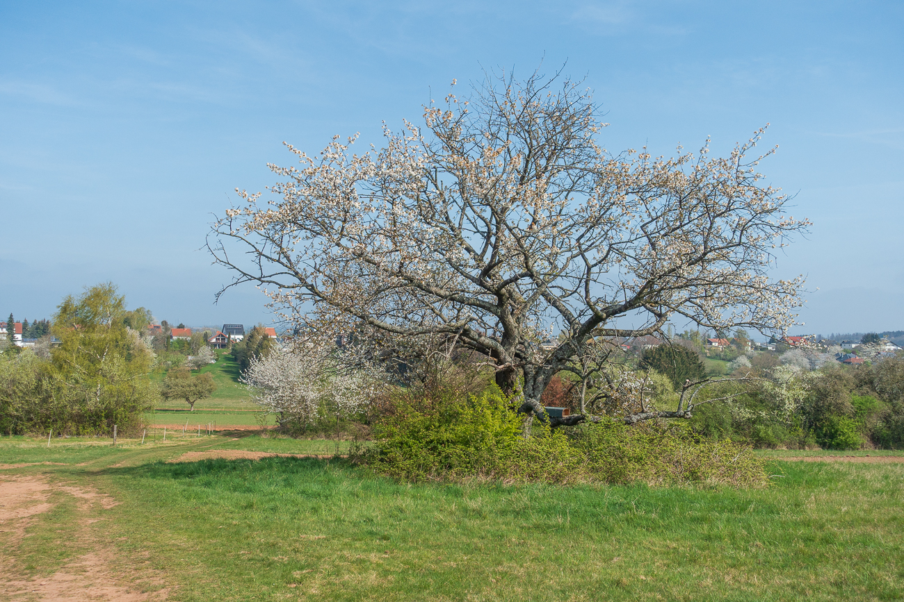 Schöner Solitärbaum