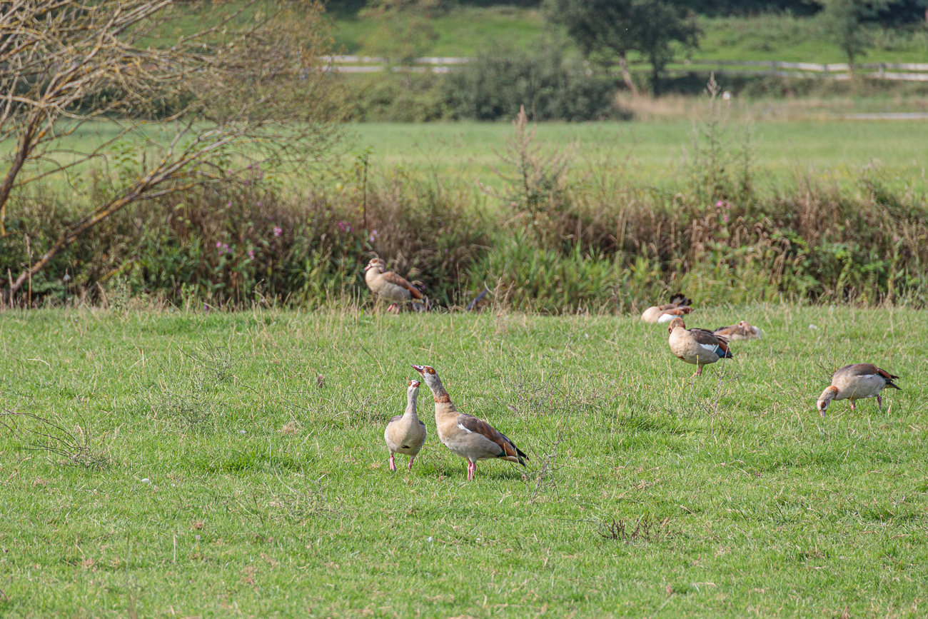 ... und einige Nilg&auml;nse sind zu erblicken