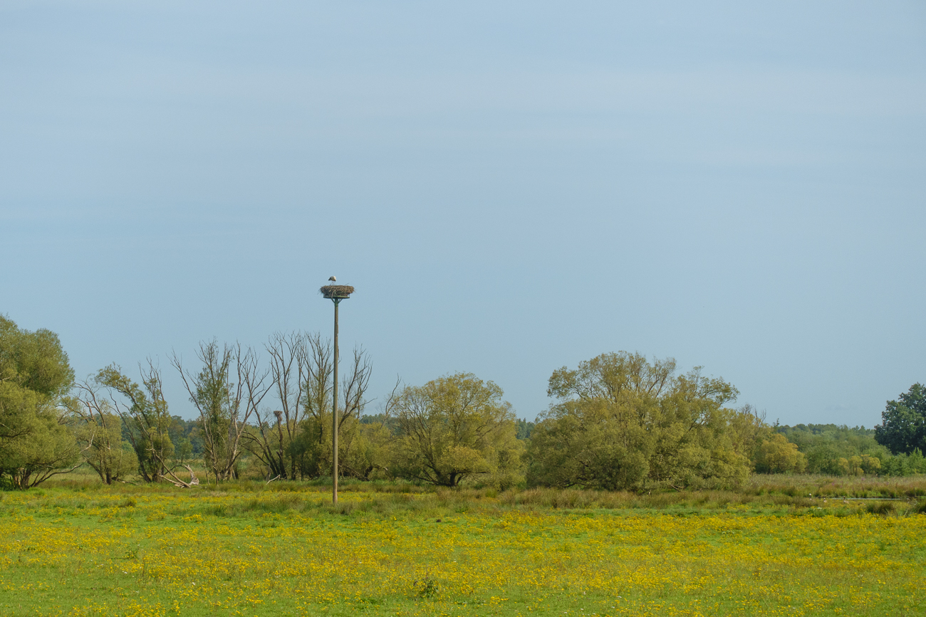 Noch ein Meister Adebar