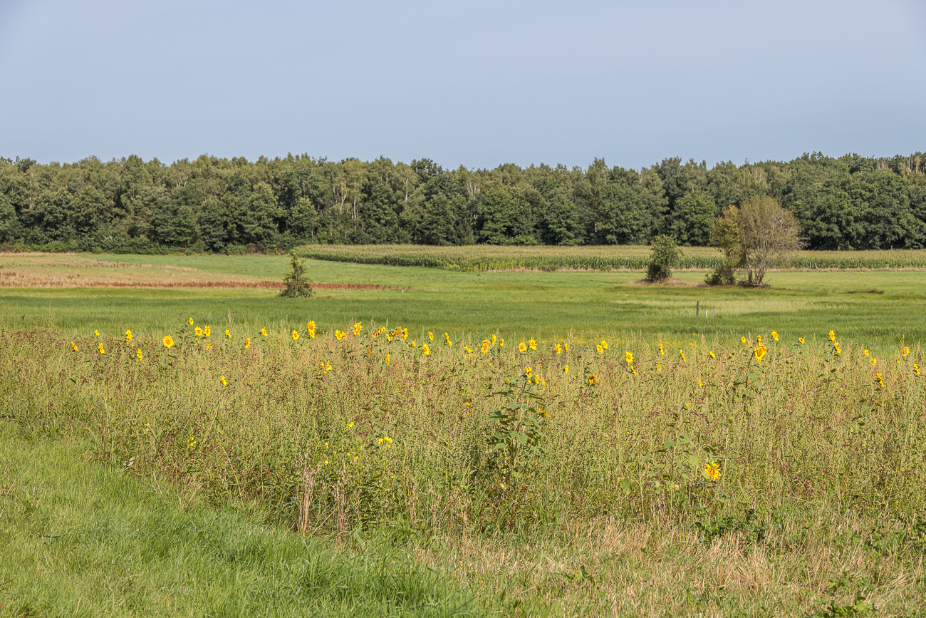 Kleines Sonnenblumenfeld