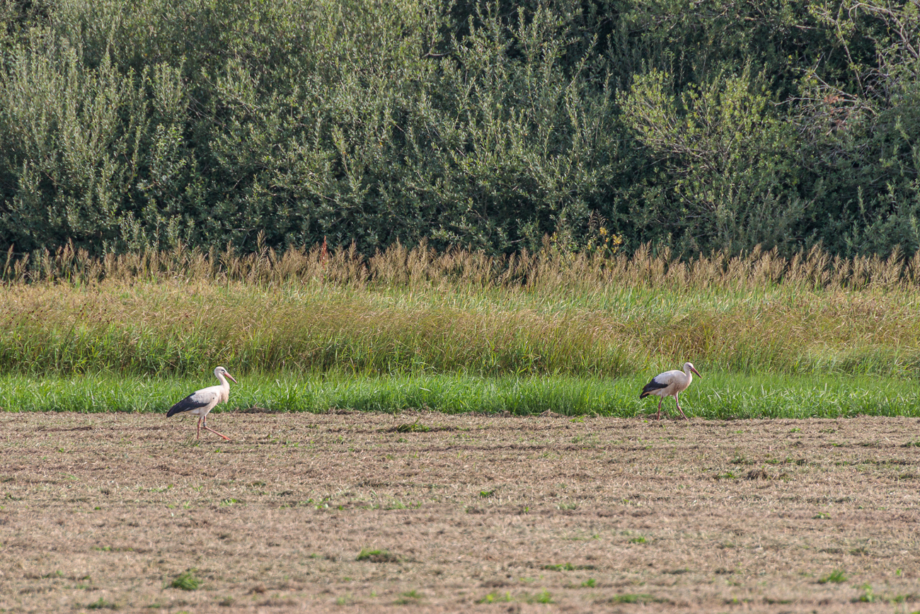 ... der St&ouml;rche ...