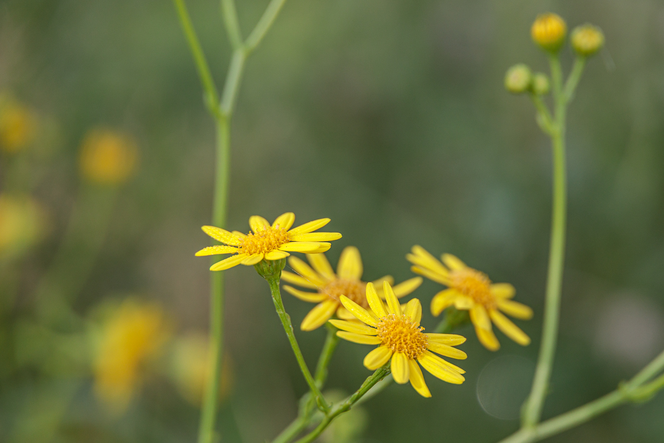 ... und der Blumen, wie z. B. das Wasser-Greiskraut [Jacobaea aquatica]
