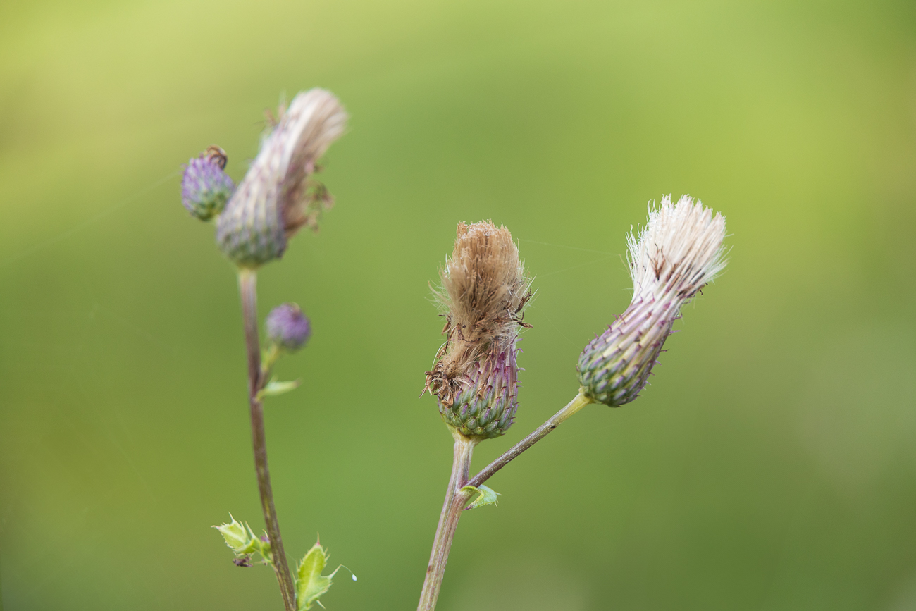 Acker-Distel [Cirsium arvense]
