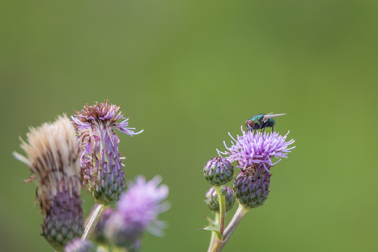 Fliege auf Acker-Distel [Cirsium arvense]