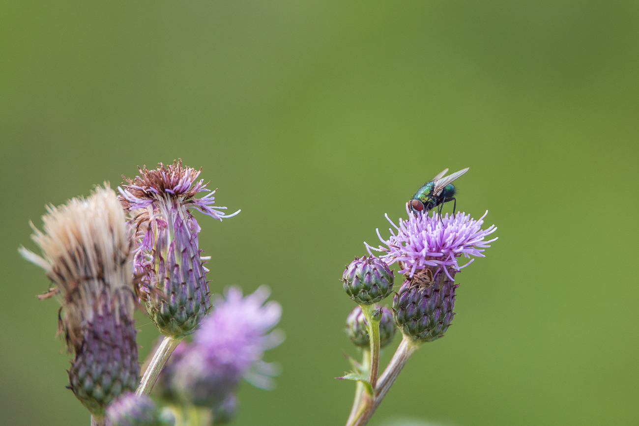 Fliege auf Acker-Distel [Cirsium arvense]