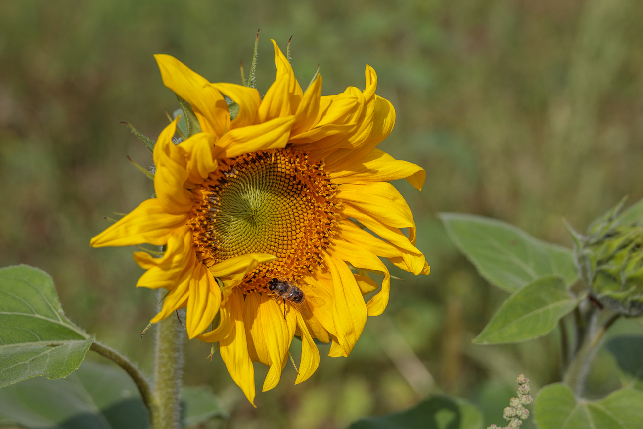 Biene auf einer Gewöhnlichen Sonnenblume [Helianthus annuus]