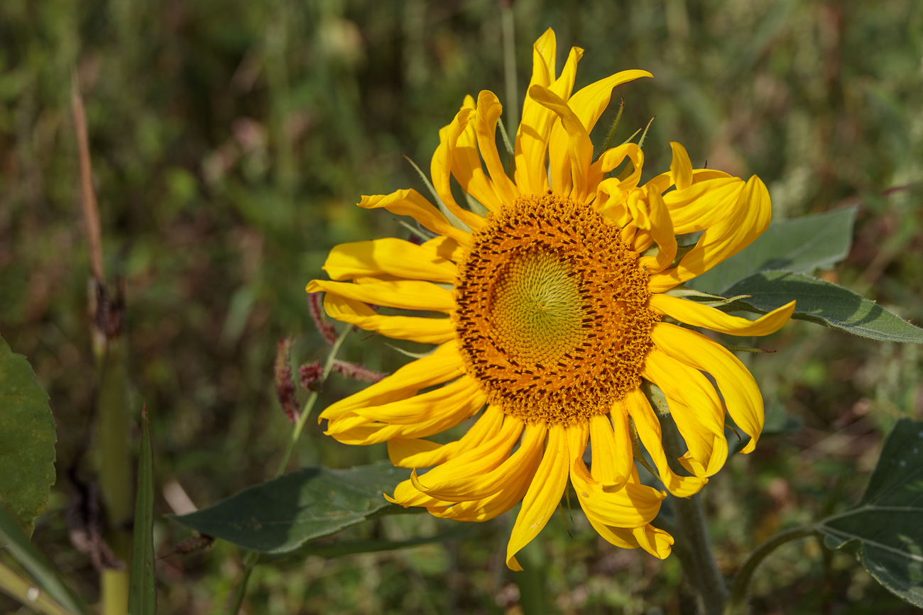 Gewöhnliche Sonnenblume [Helianthus annuus]