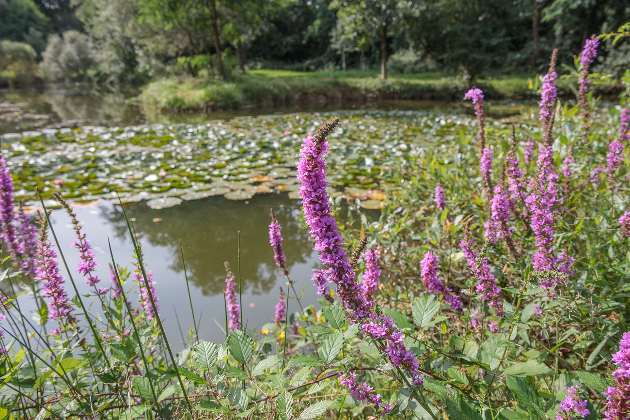 Ruten-Blutweiderich [Lythrum virgatum]
