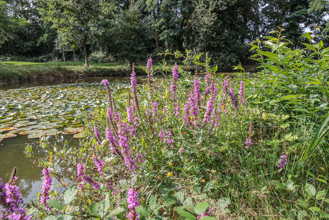 Ruten-Blutweiderich [Lythrum virgatum]