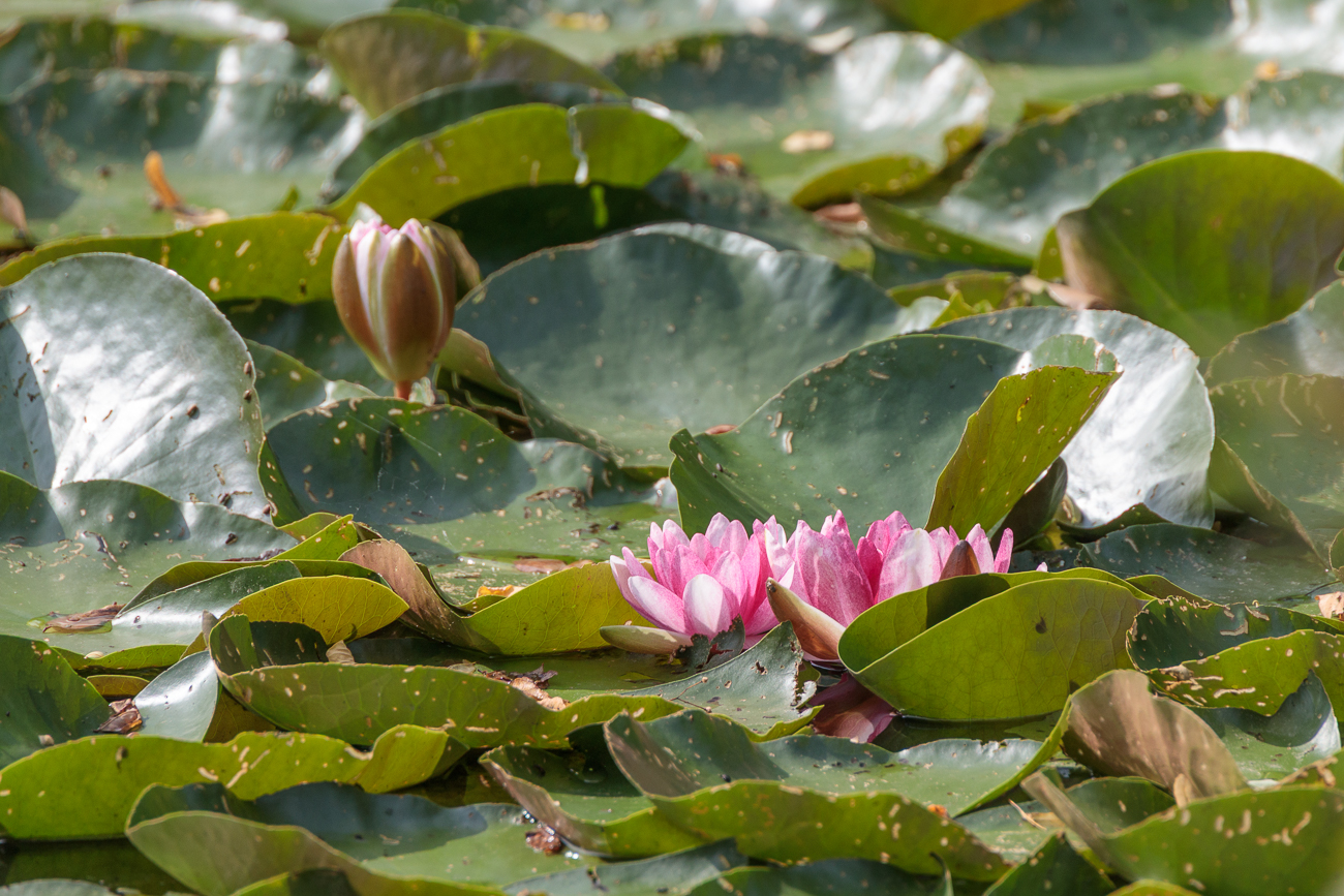 Weiße Seerose [Nymphaea alba], auch wenn sie rosa ist ;-)