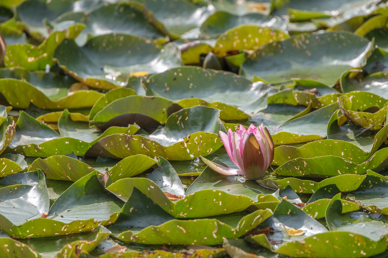 Weiße Seerose [Nymphaea alba]