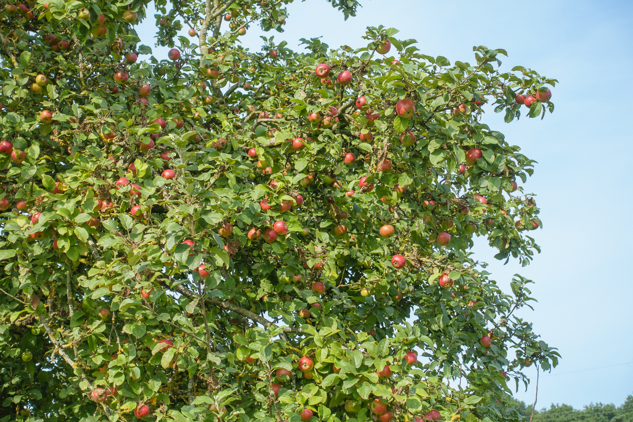 ... wie hier der Apfelbaum ...
