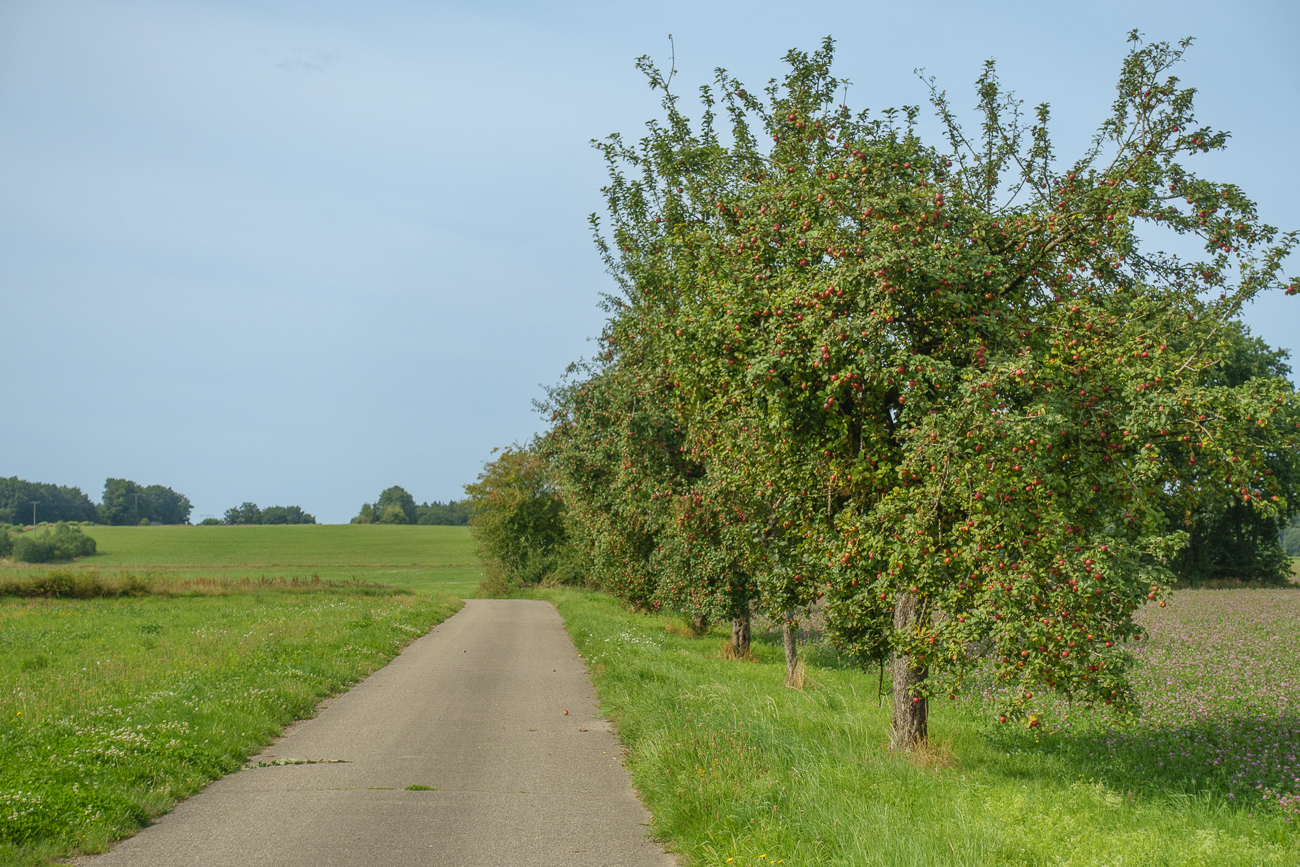 Am Wegrand wachsen Obstbäume ...