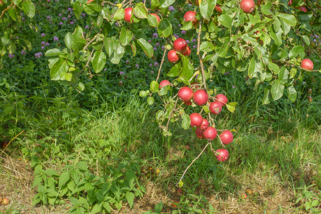 ... mit seinen schönen, roten Früchten